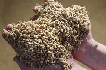A person holds barley in their hands.